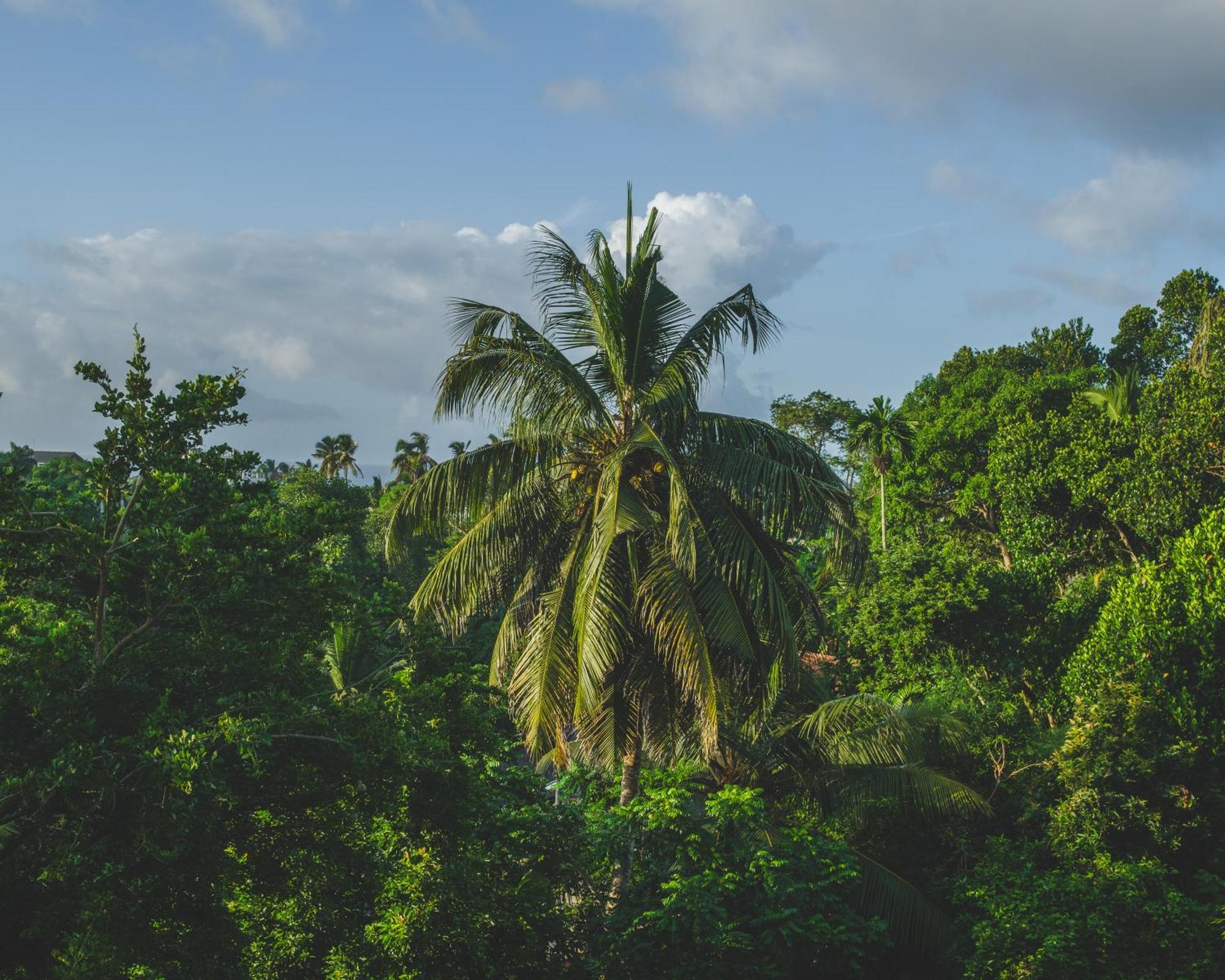 The Jungle View Hotell Mirissa Exteriör bild